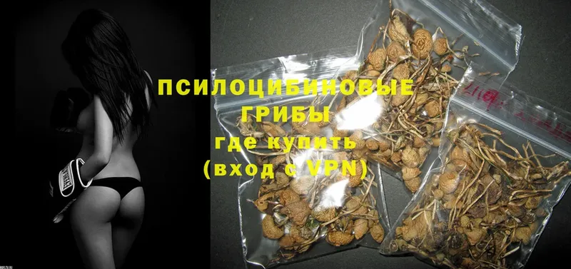 площадка официальный сайт  Унеча  Псилоцибиновые грибы Psilocybe 